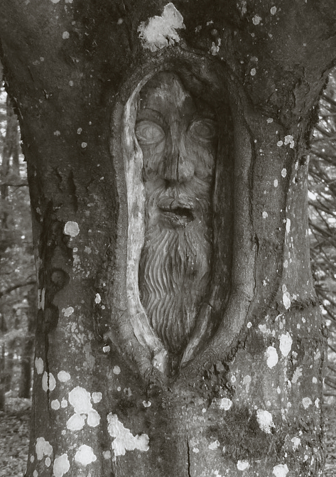 tree-face-167490_1280BW